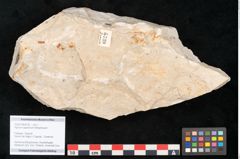 Foto (Objekt + Etikett) von Hypnum sagorianum Ettingshausen (NHMW-GEO-2024-0188-6739)
